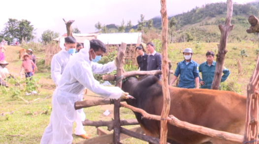 Chủng mới lở mồm long móng lan rộng, nguy cơ xâm nhập Việt Nam