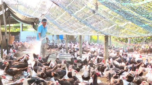 Cù lao Lợi Quan: Làm kinh tế từ nuôi vịt thích ứng hạn mặn