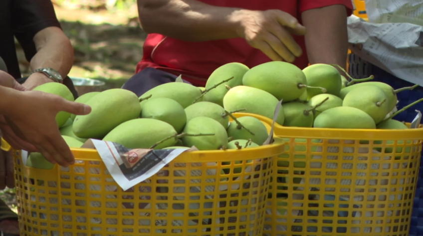 Xoài cát Hòa Lộc: thương hiệu vàng đang mất dần ưu thế