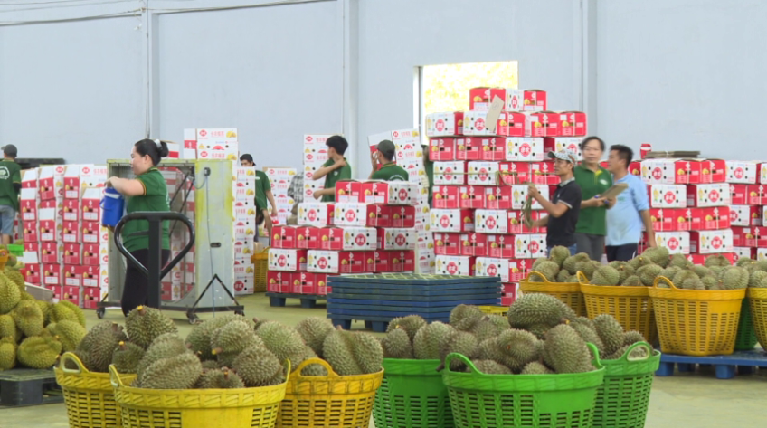 Sầu riêng tiếp tục giảm giá