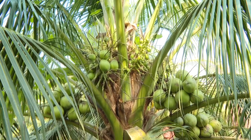 Giá dừa tươi tại ĐBSCL tăng gấp 3 lần