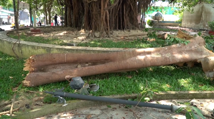 Hàng chục người thoát nạn khi nhánh cây đa cổ thụ gãy đổ