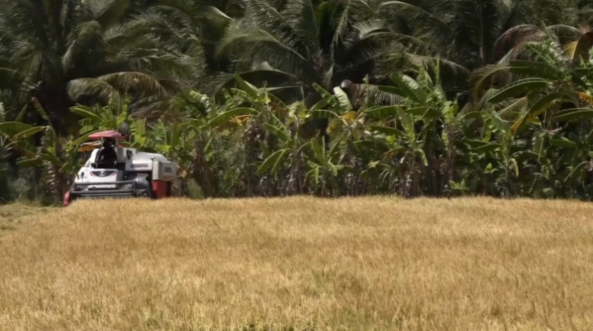 Giá lúa tại ĐBSCL giảm