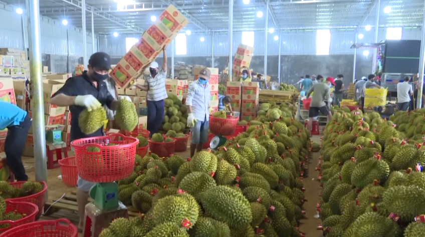 Giá sầu riêng có nơi chỉ còn 25.000 đồng/kg