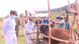 Đàn chim, cò hàng ngàn con xuất hiện ở khu đất ngập nước Tràm Chim