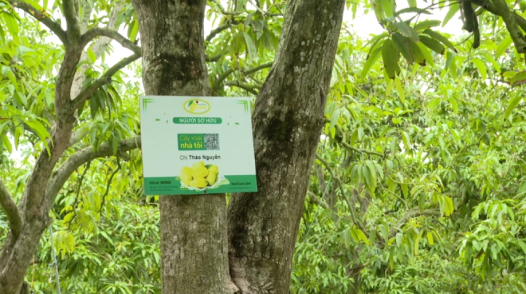 Chuyện của cây xoài Cao Lãnh