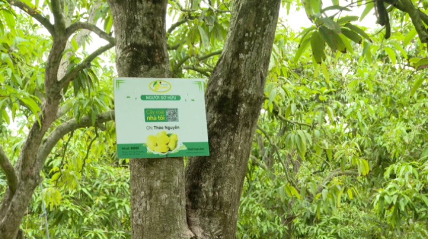 Chuyện của cây xoài Cao Lãnh