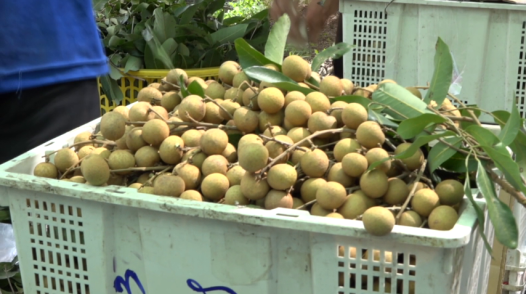 Giá nhiều loại trái cây giảm mạnh