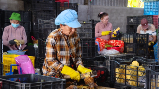 Khóm Hưng Thạnh: Từ đặc sản đến chuỗi giá trị
