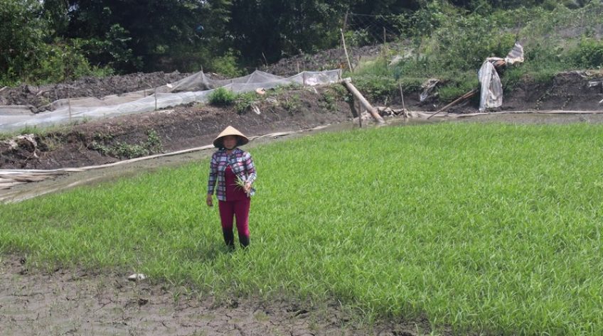 Tiền Giang “chạy đua” với nước mặn tràn về