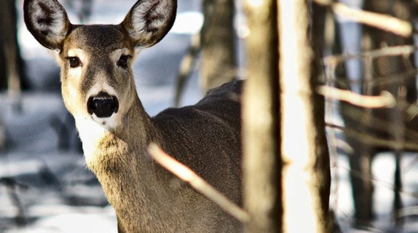 Mỹ cảnh giác bệnh 'xác sống' ở nai có thể lây sang người