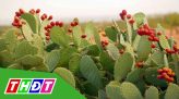 Lễ giỗ Thiên Hộ Dương - Đốc Binh Kiều tổ chức nội bộ phòng dịch bệnh