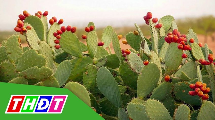 Kỳ lạ loại xương rồng có thể ăn, giá 25.000 đồng/kg